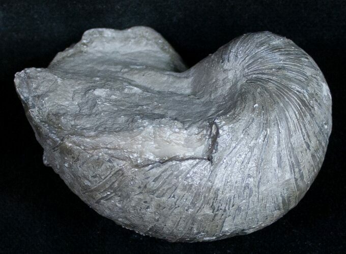 Gryphaea (Devil's Toenail) Fossil Oyster - Jurassic #9903
